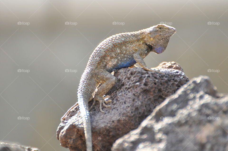 Lizard enjoying the sun