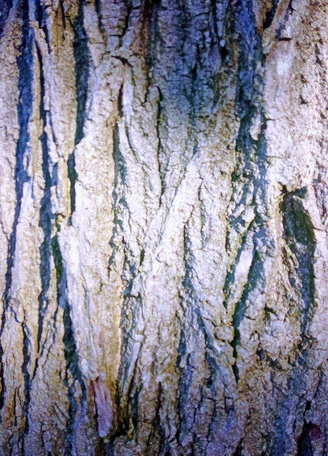 trees