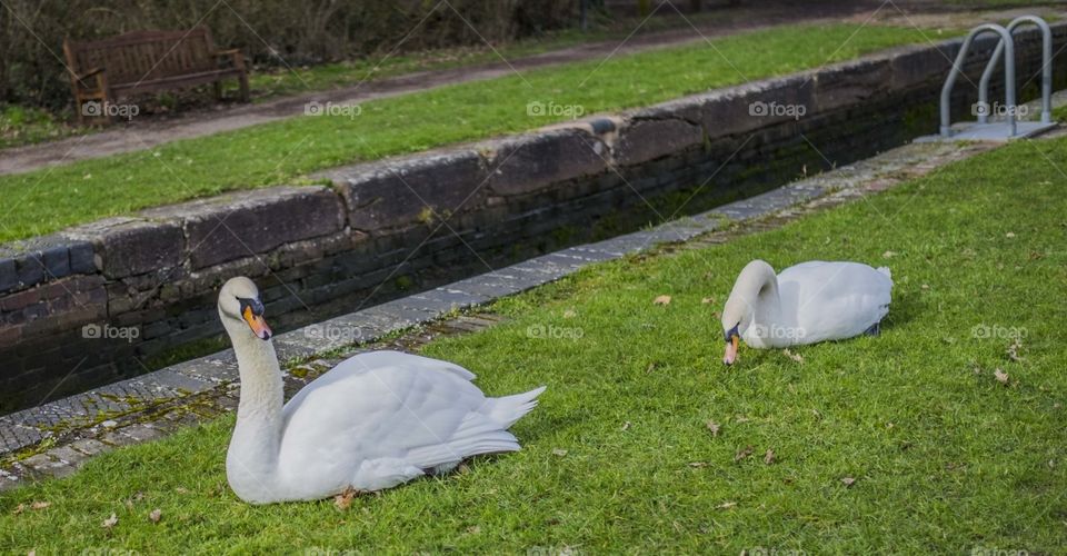 Swans. Swans by canal 