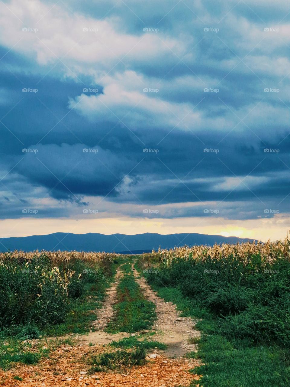 country road in the corn field