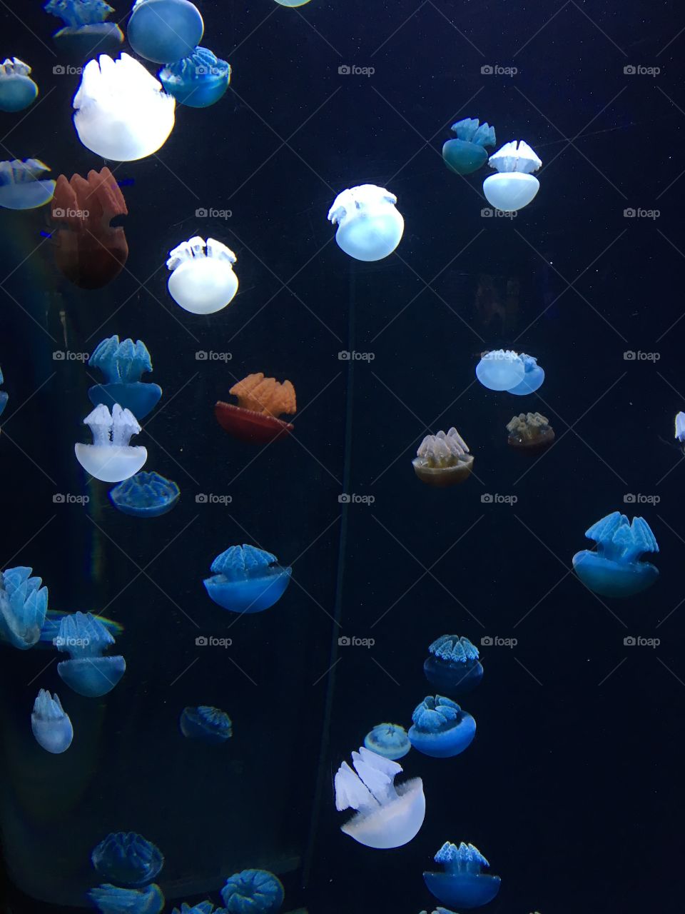 jellyfish at the national aquarium 