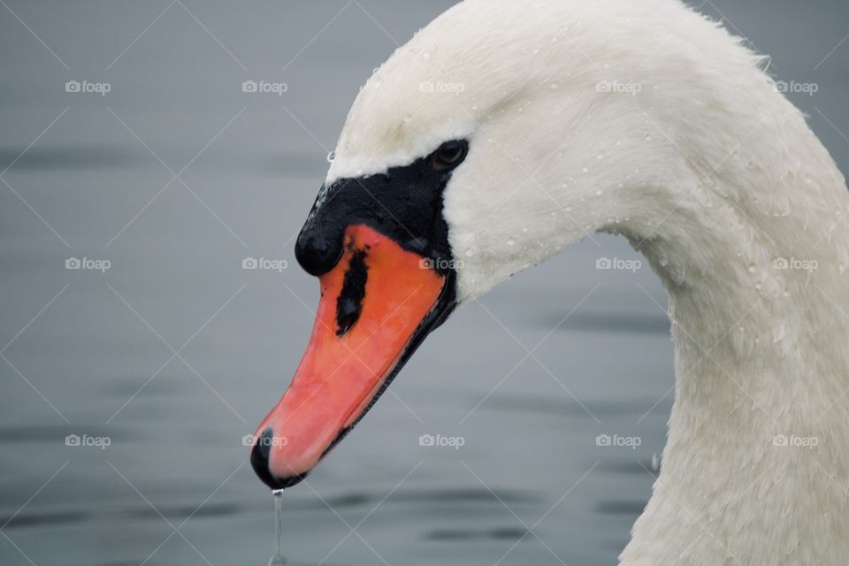 Swan on a lake 