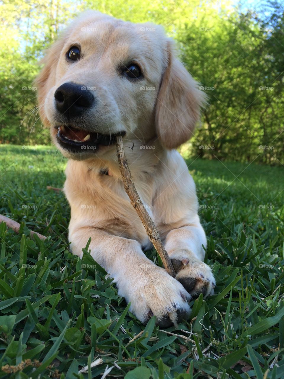 Portrait of a puppy chewing on a wooden stick