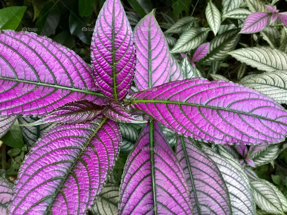 Vegetation at Hawaii Tropical Botanical Garden