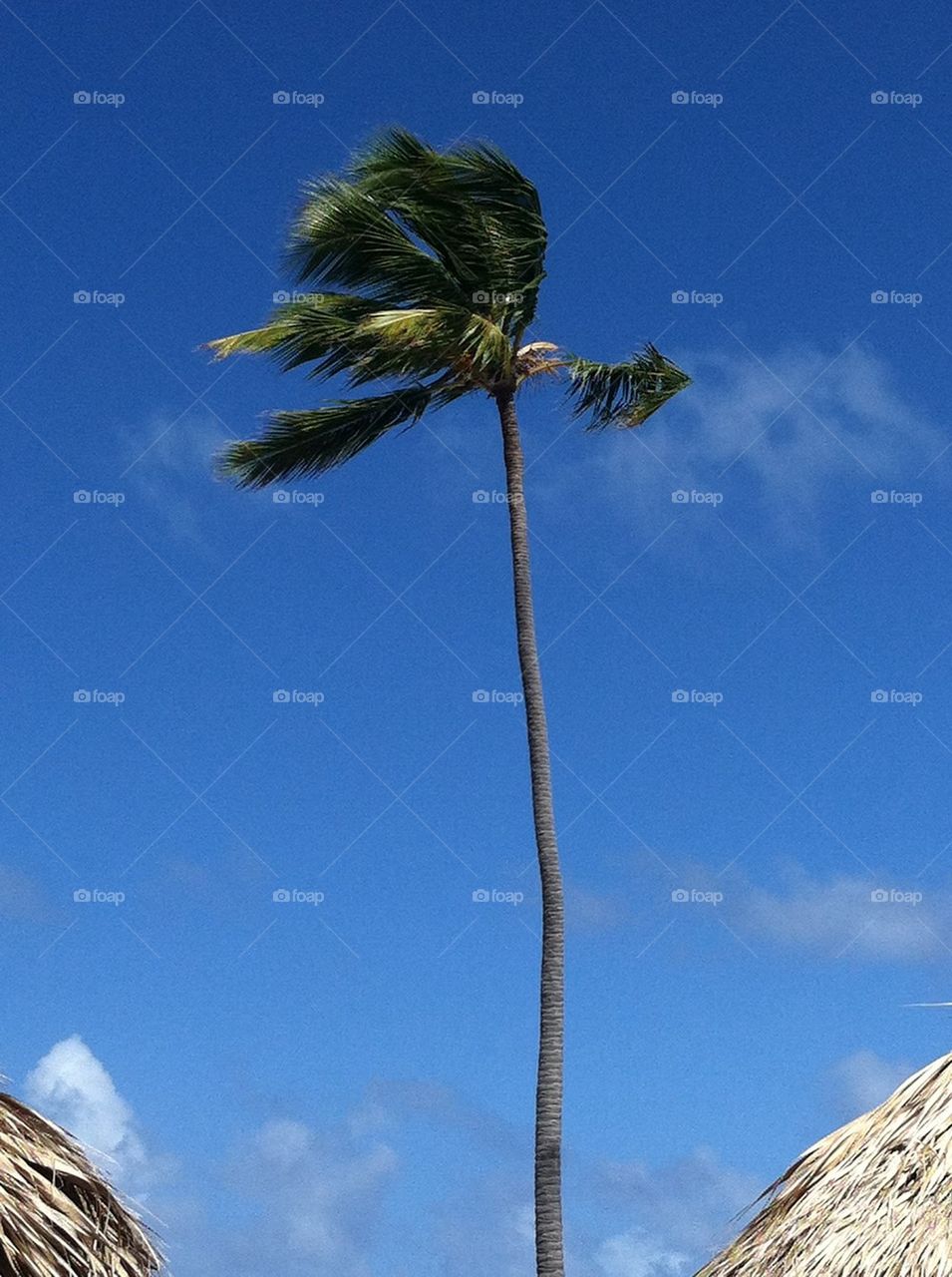 Punta Cana endless palm tree