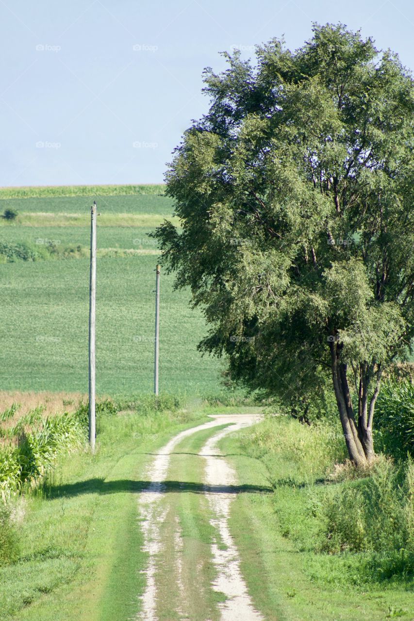 A country lane with a large leafy tree, farmland on either side, and crops in the distant background - portrait
