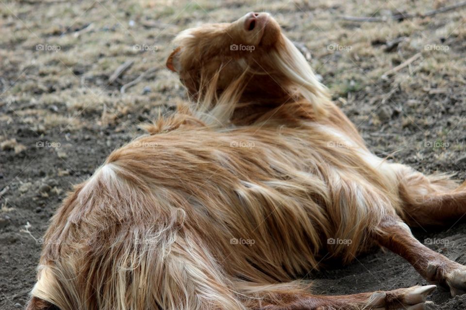 goat with a blissful smile rolling on the ground raising clouds of dust
