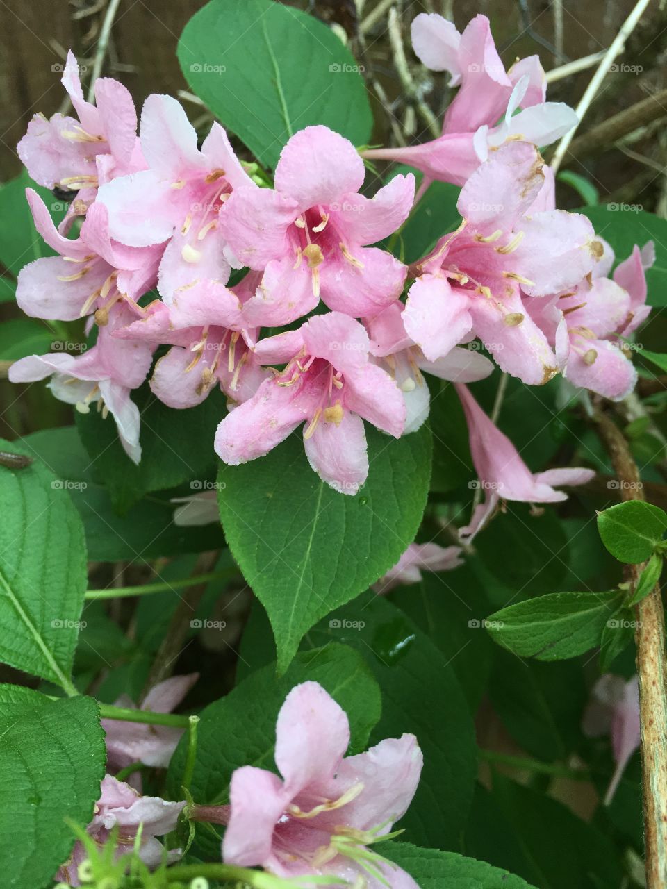 Close up view of pink Weigela flowers on a bush in the garden in summer