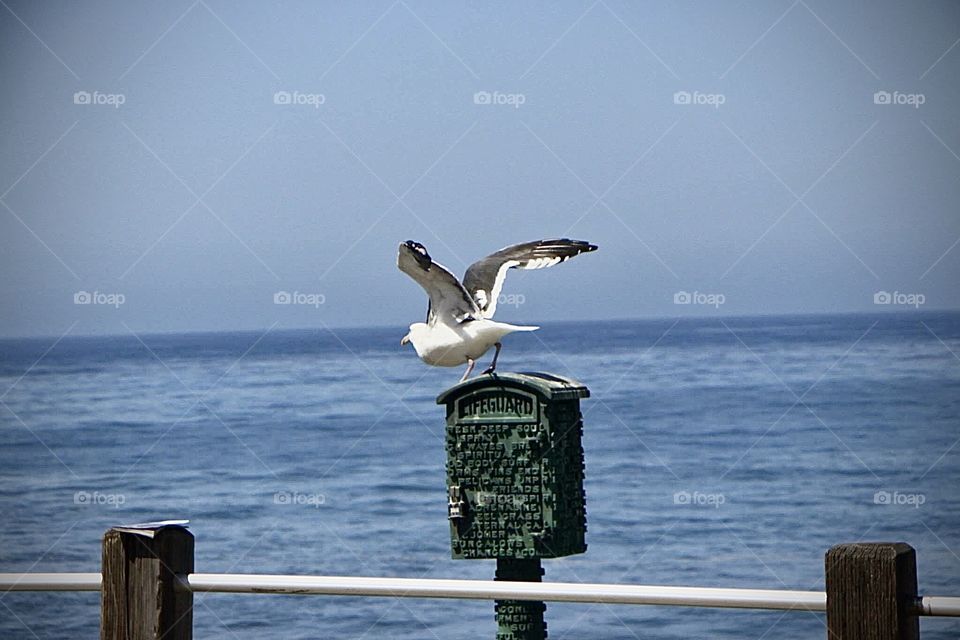 A seagull right about to fly