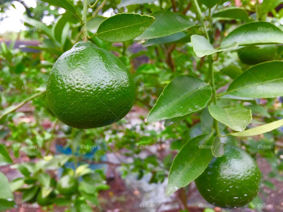 waiting for the citrus harvest