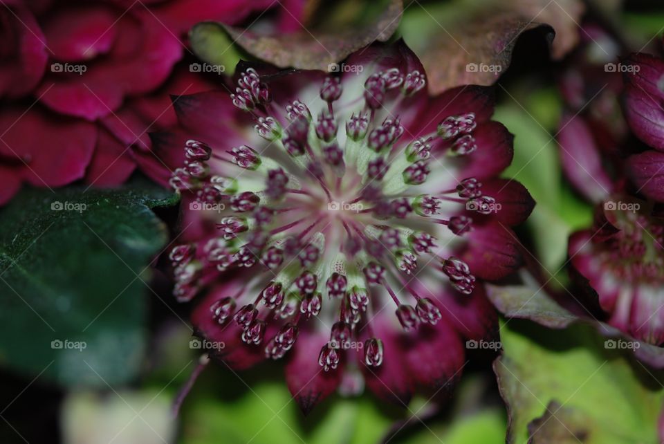 Extreme close-up of a flower