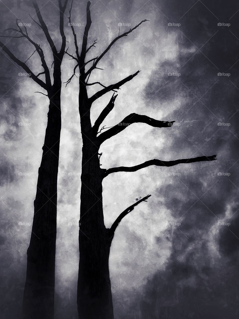 Eerie trees 