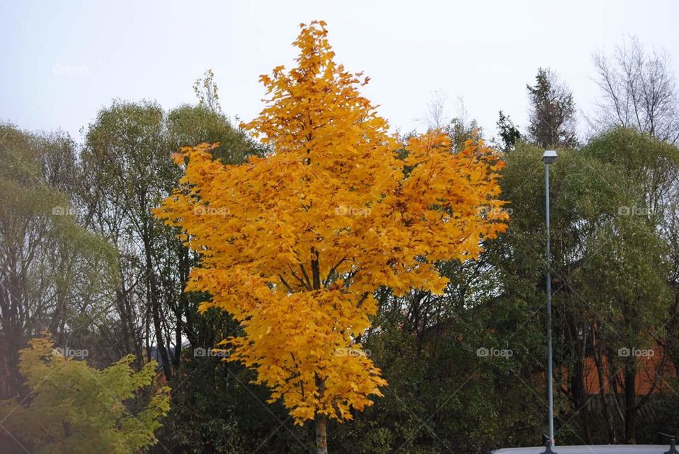 Autumn. Autumn colors between a parking place in Norway/Trondheim.