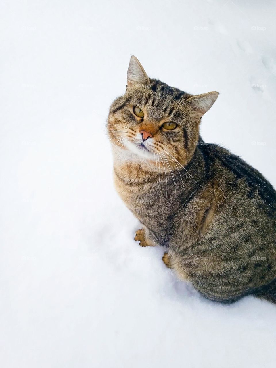 Battle winter vs. spring