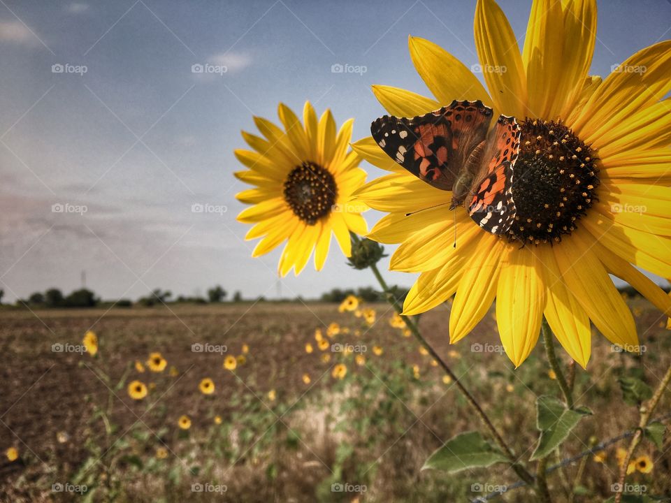 Monarch butterfly on a flower in a Kansas field