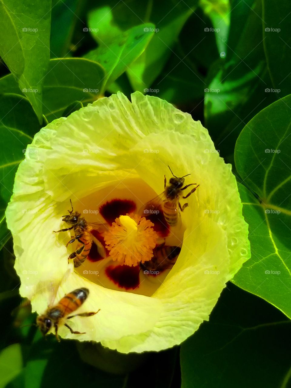 Beehive Flower