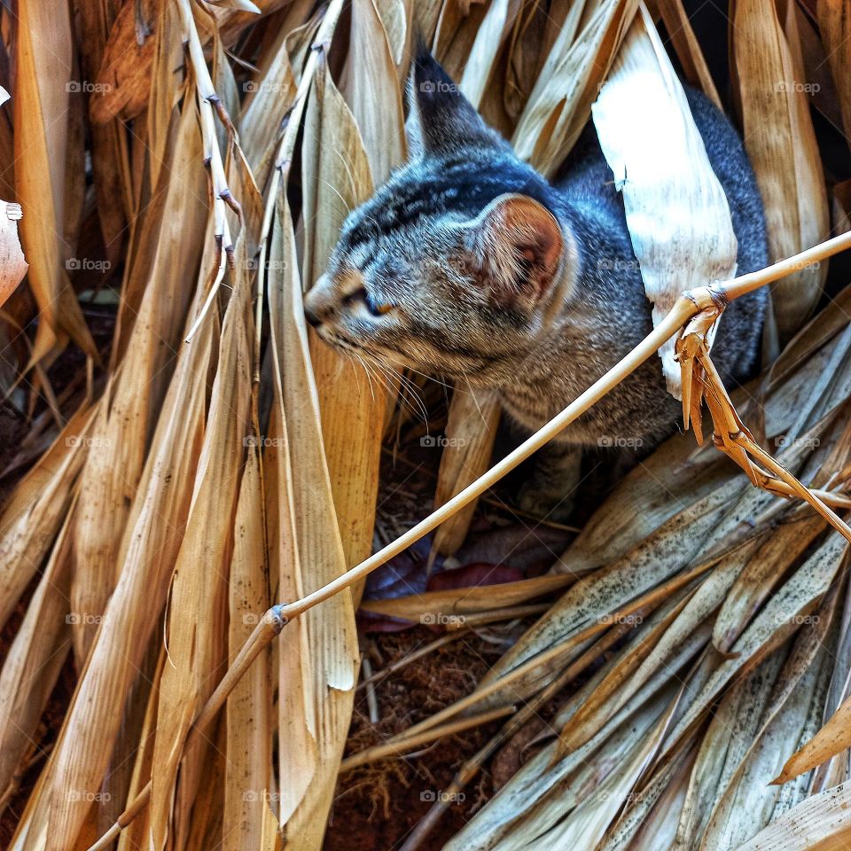 The cat's head is visible among the dry leaves