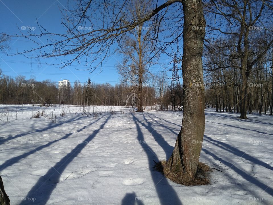 winter nature park in the solar day lights