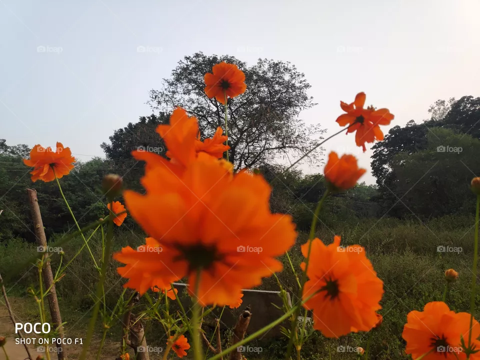 flowers