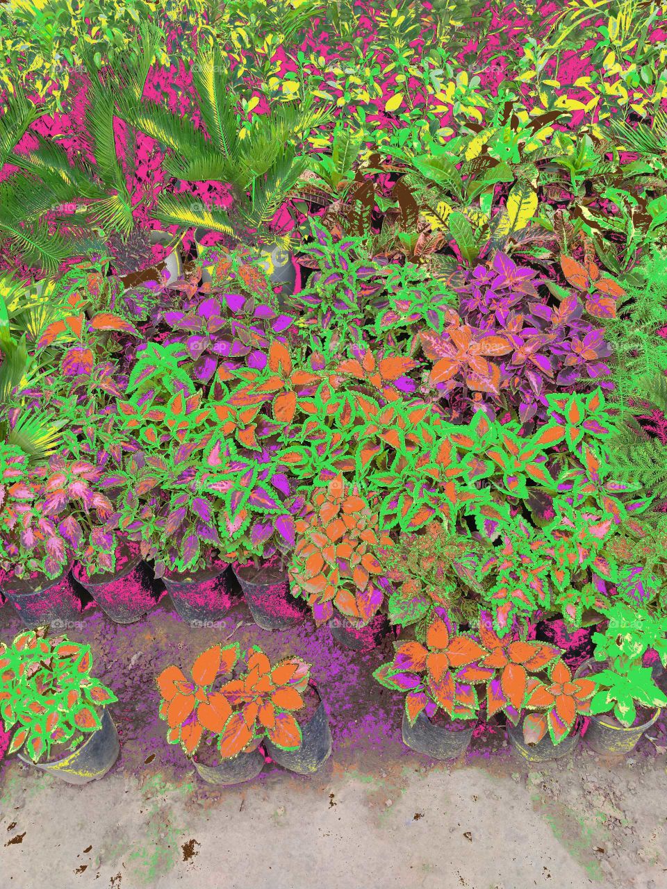 Flower, Garden, Leaf, Flora, Floral