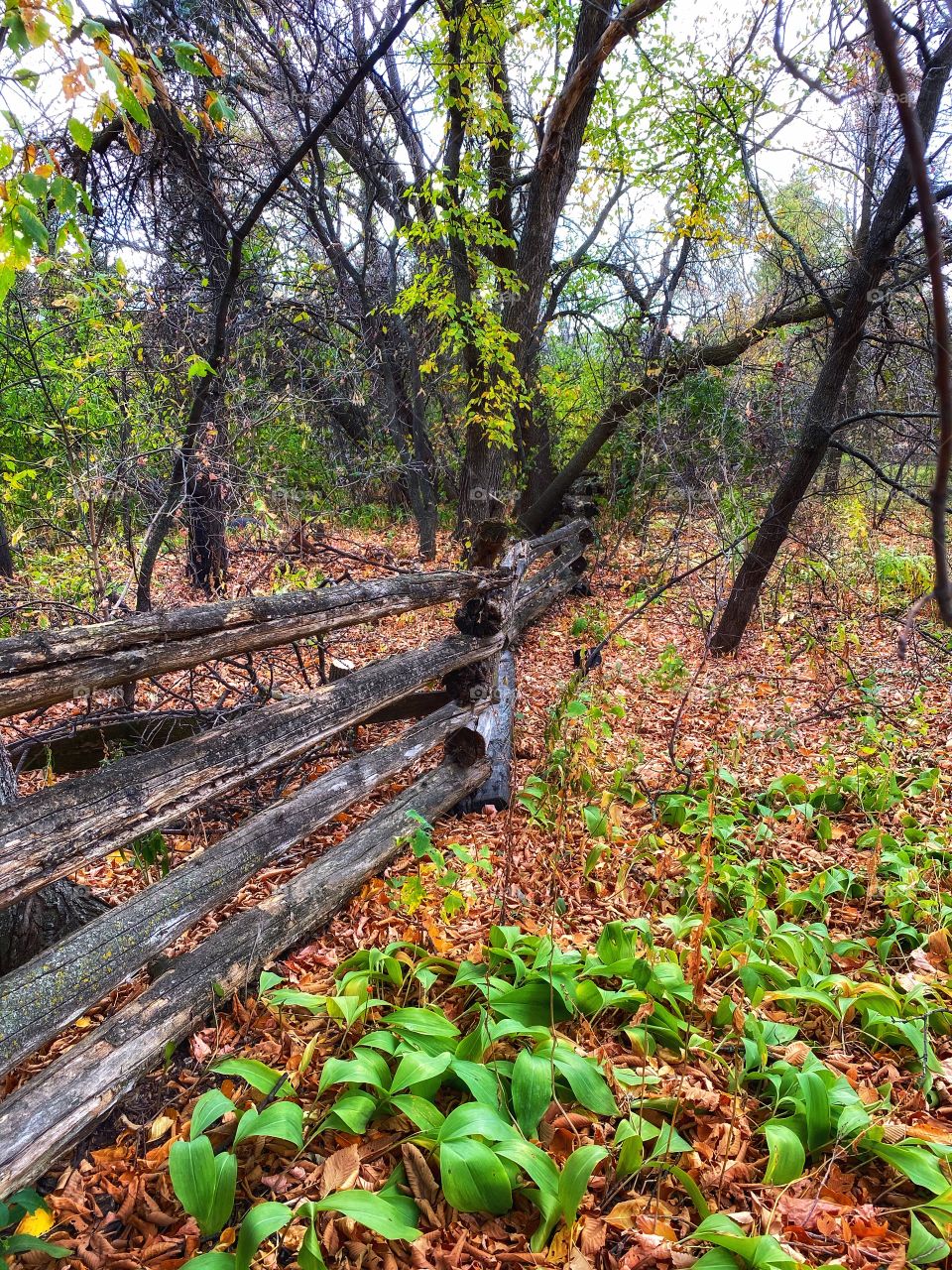 Old wooden fence