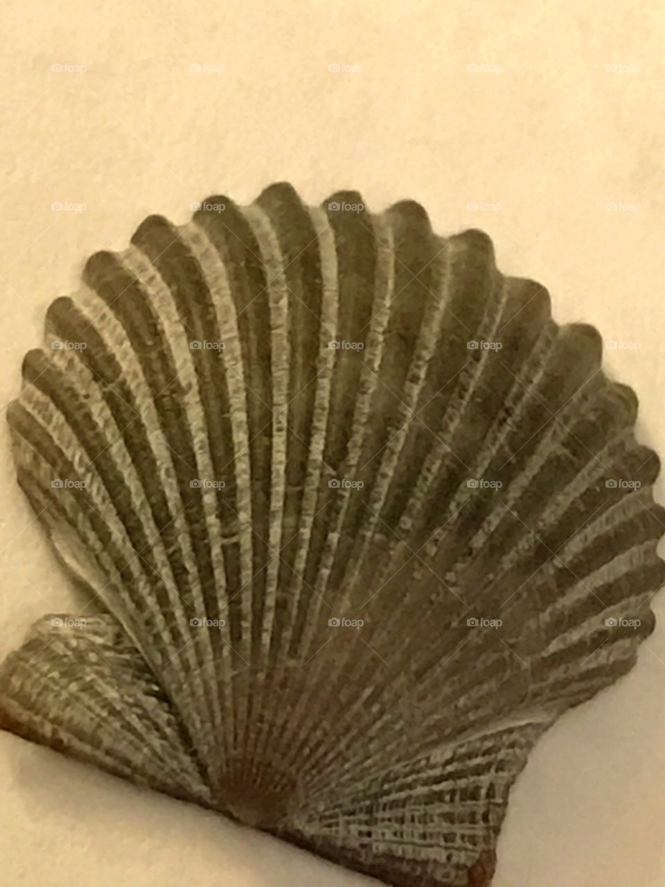 Mussel shell
