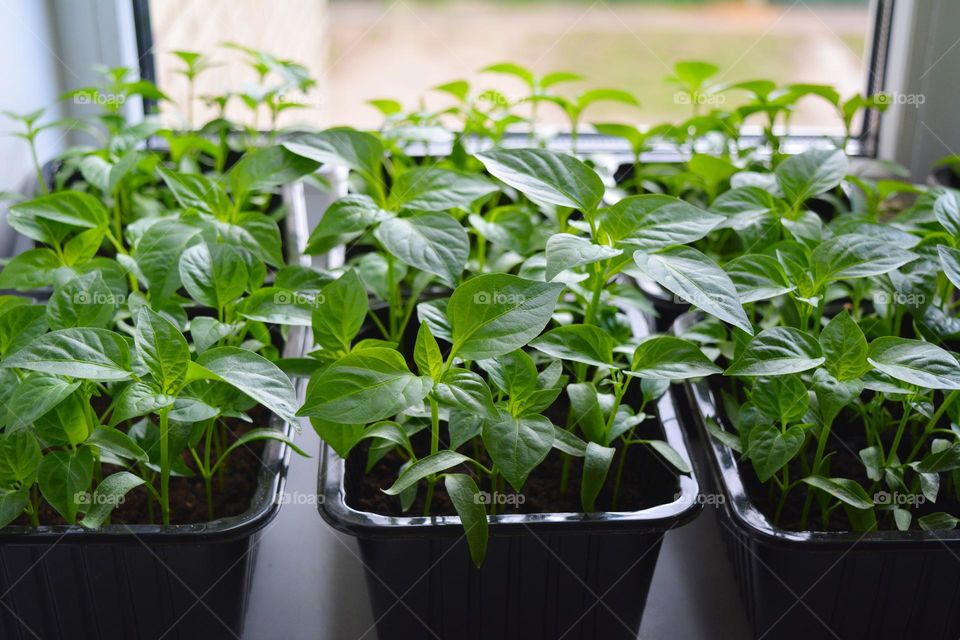 green spring sprouts in pots, love earth