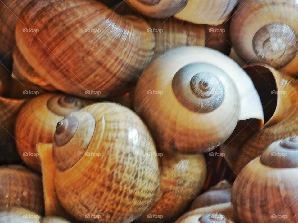 Sea Shells
