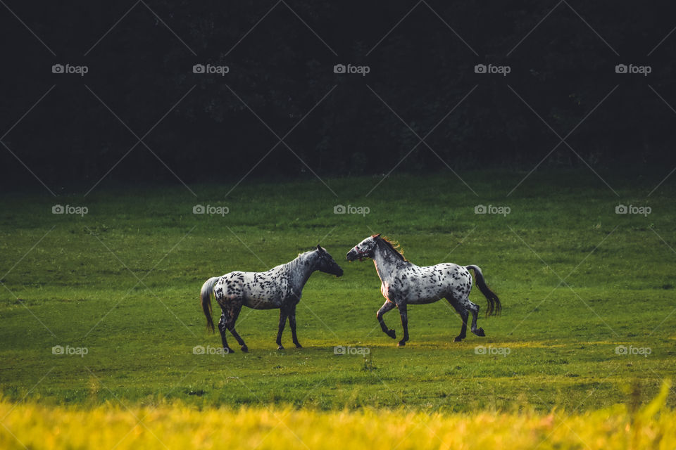 Horses on the field