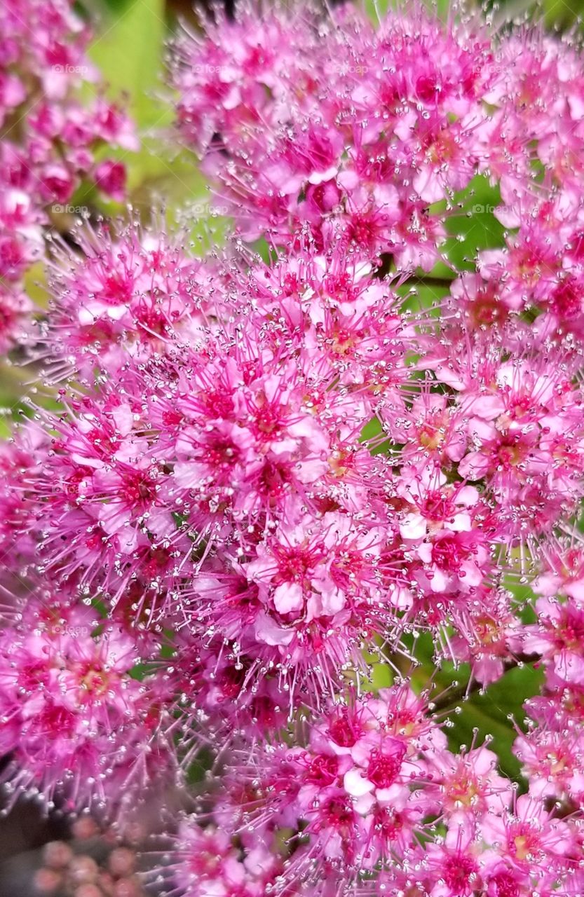 Pink cluster