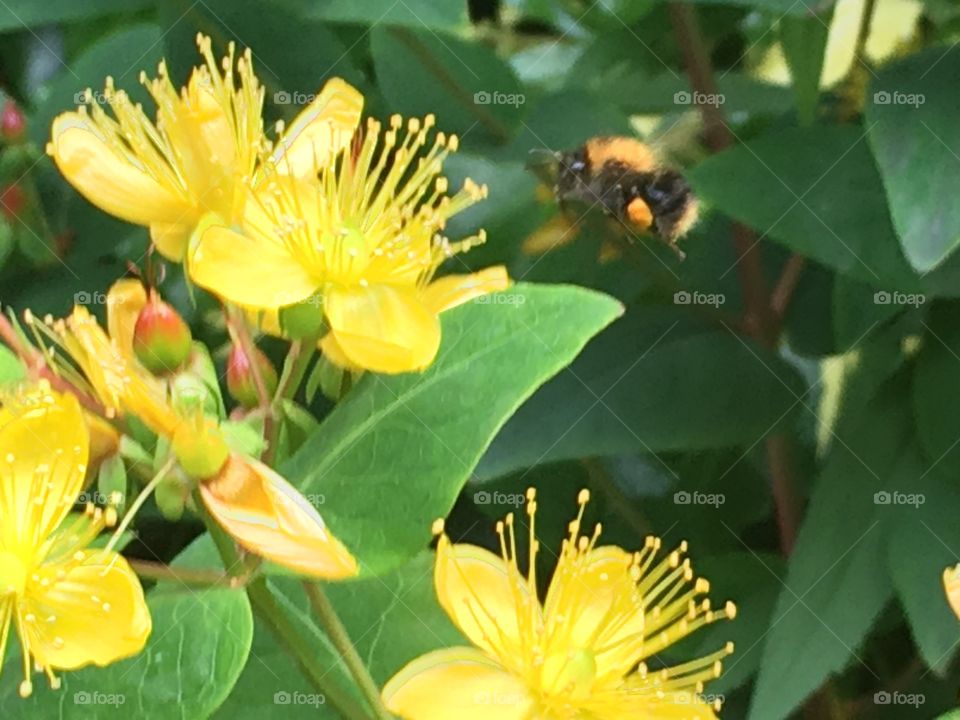 bee flies for flower 