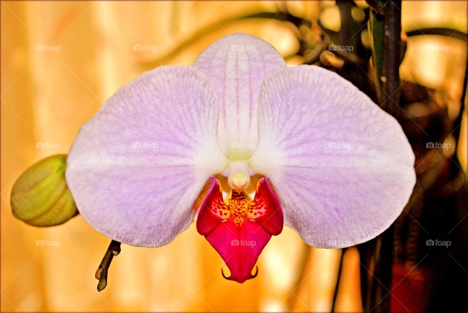 Beautiful flower close up shooting background summer blossom nature therapy