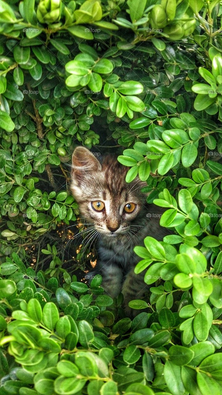 High angle view of cat in tree