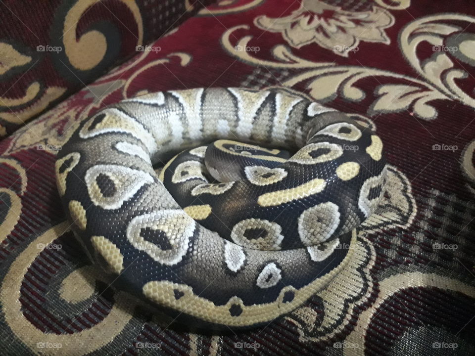 a cute snake