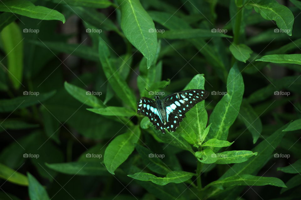 Wings of butterfly are injured, I am walking in butterfly garden.
