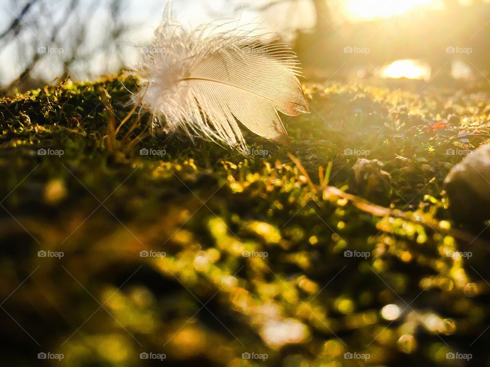 Sunlight on feather