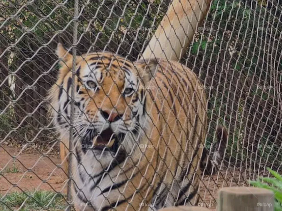 brave tiger