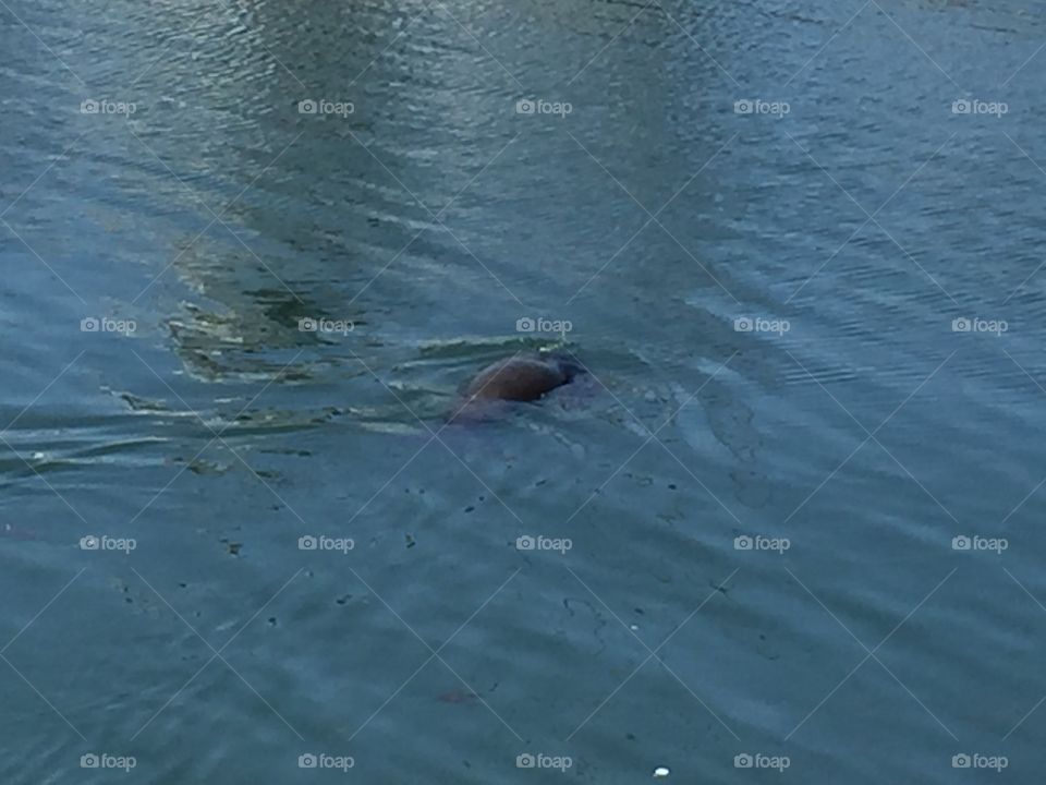 Sea lion swimming 