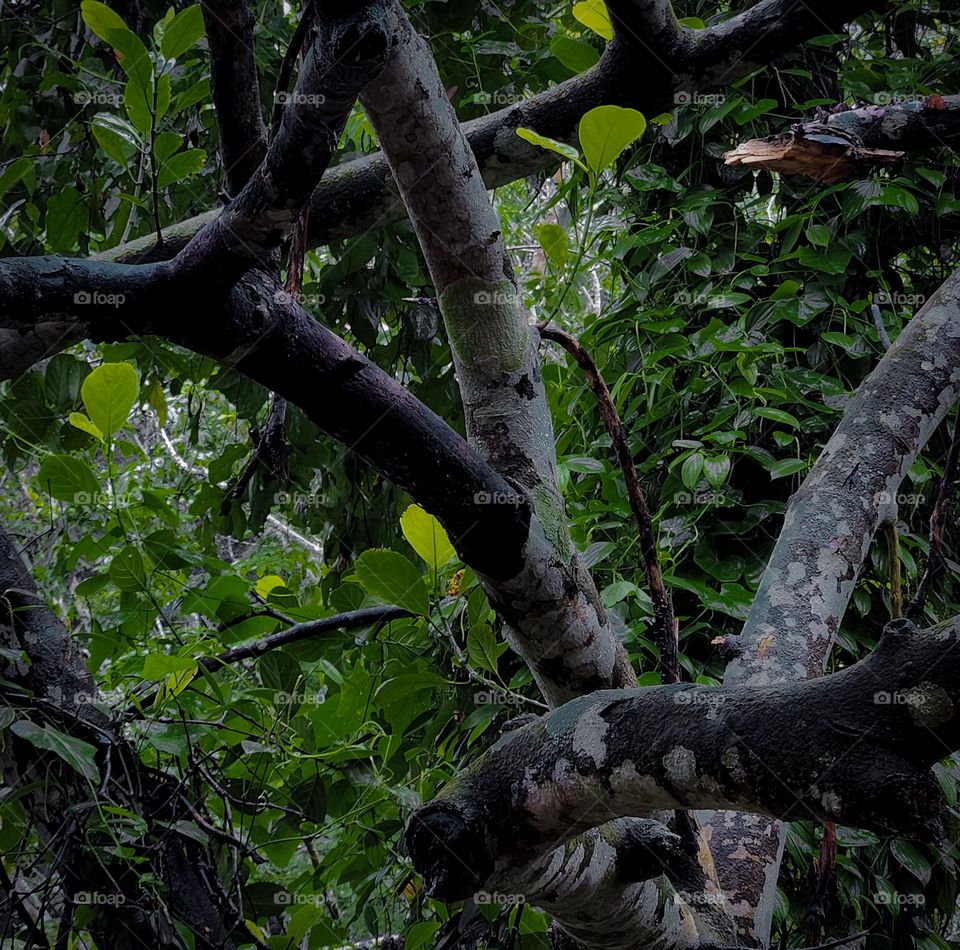 Beautiful branches of a jackfruit tree.