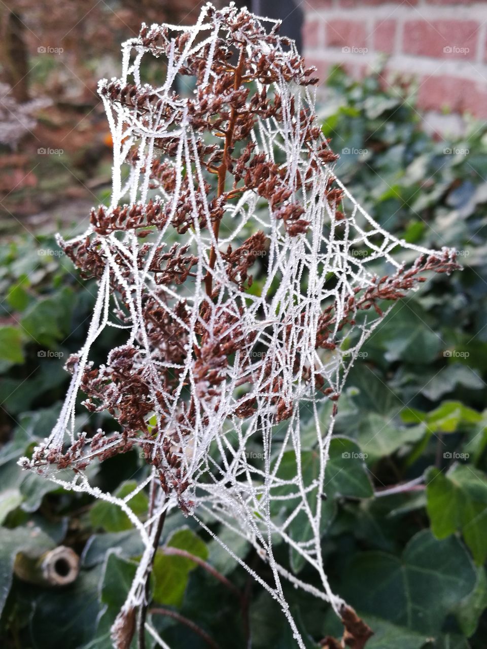 Frozen spiderweb