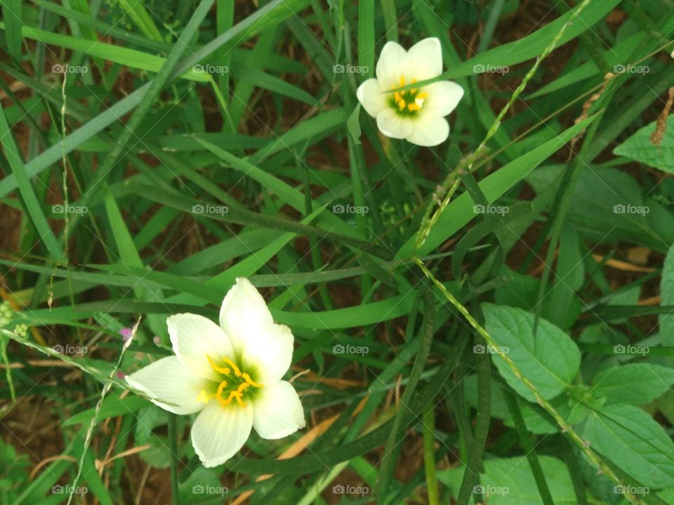 Grass Flower