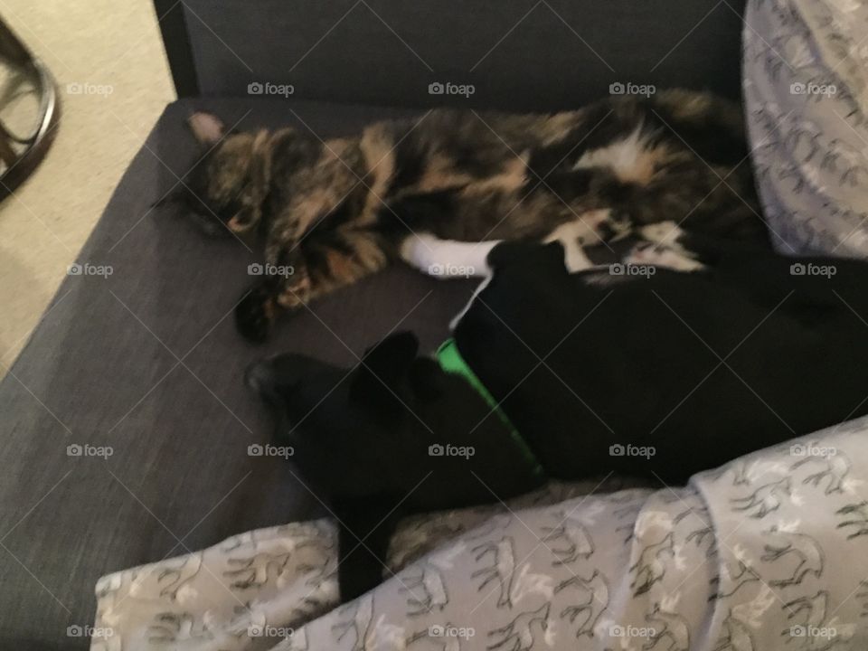 The beasts have fallen asleep A from a long days worth of play 