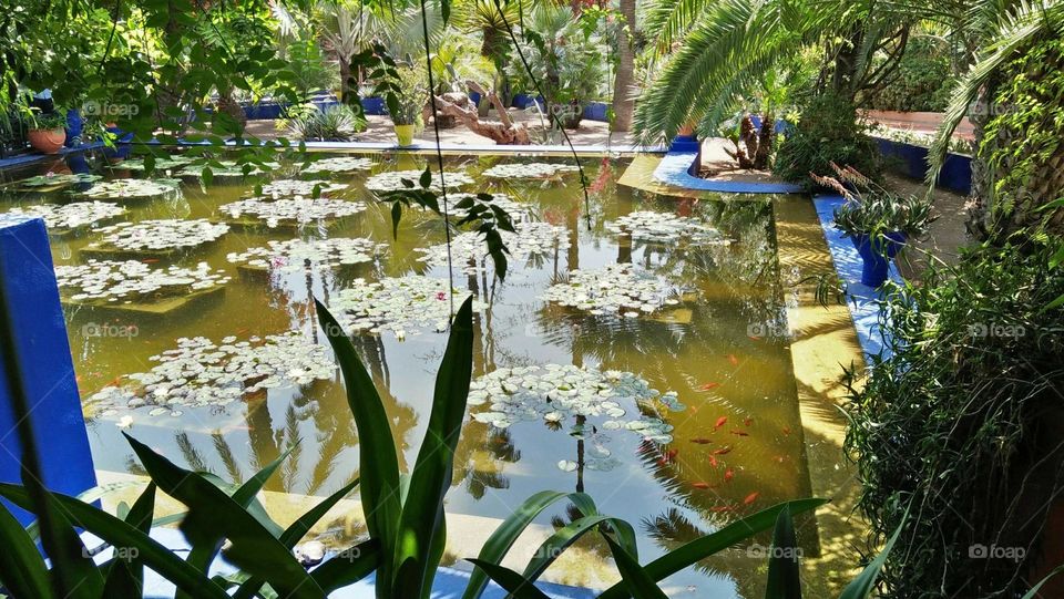 Beautiful and magic Majorelle Garden at marrakech city in morocco.