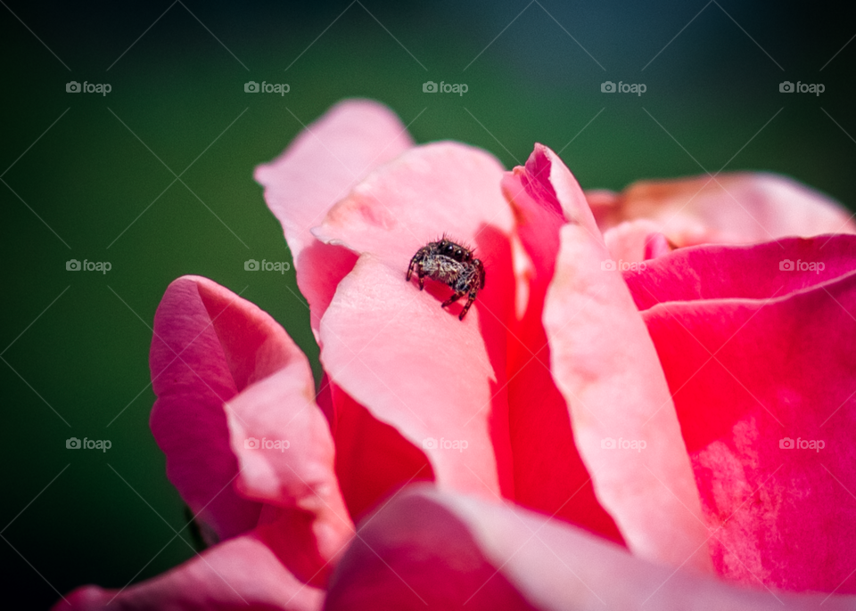 Spider on a Rose