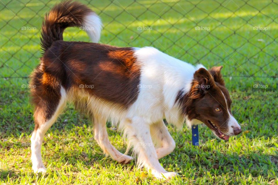 Border Collie