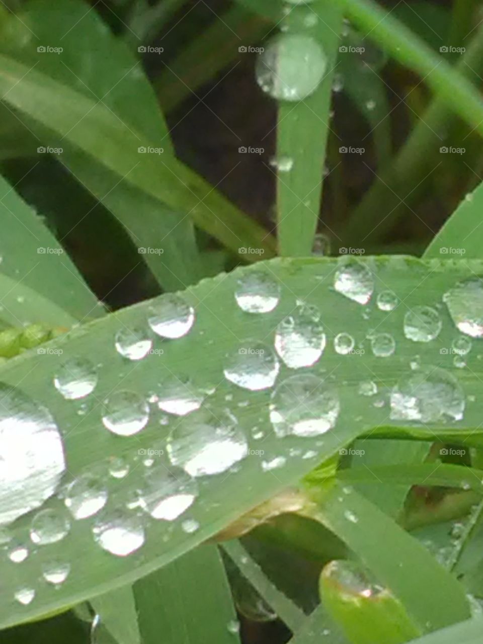 Rain, Drop, Leaf, Flora, Dew