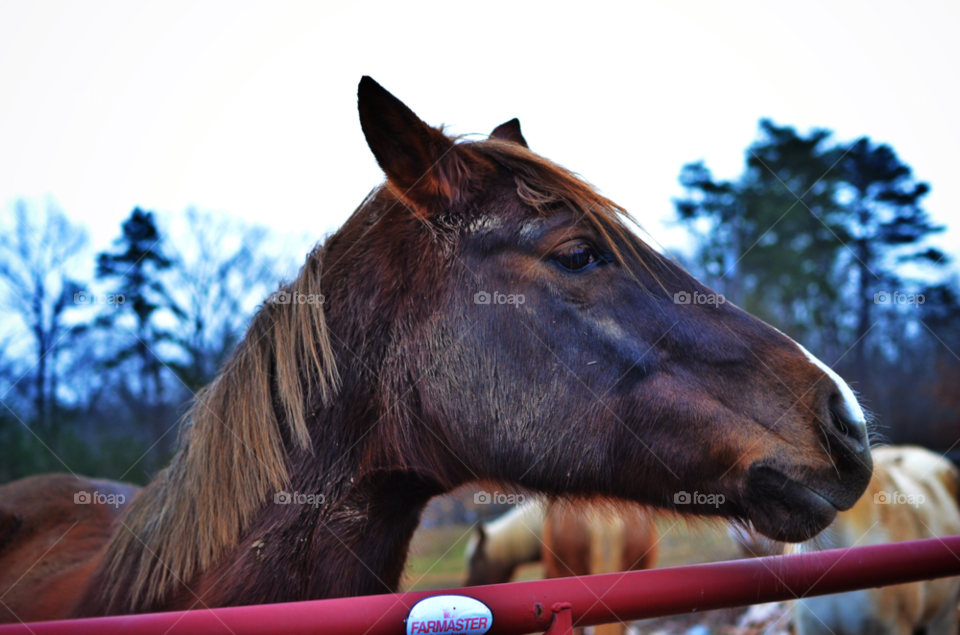 winter pretty horses outdoors by zrawgod