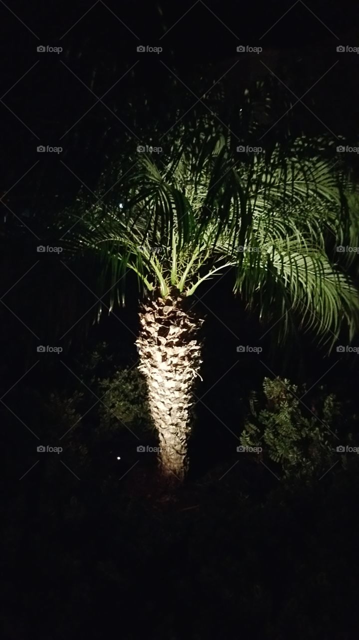 night palm tree