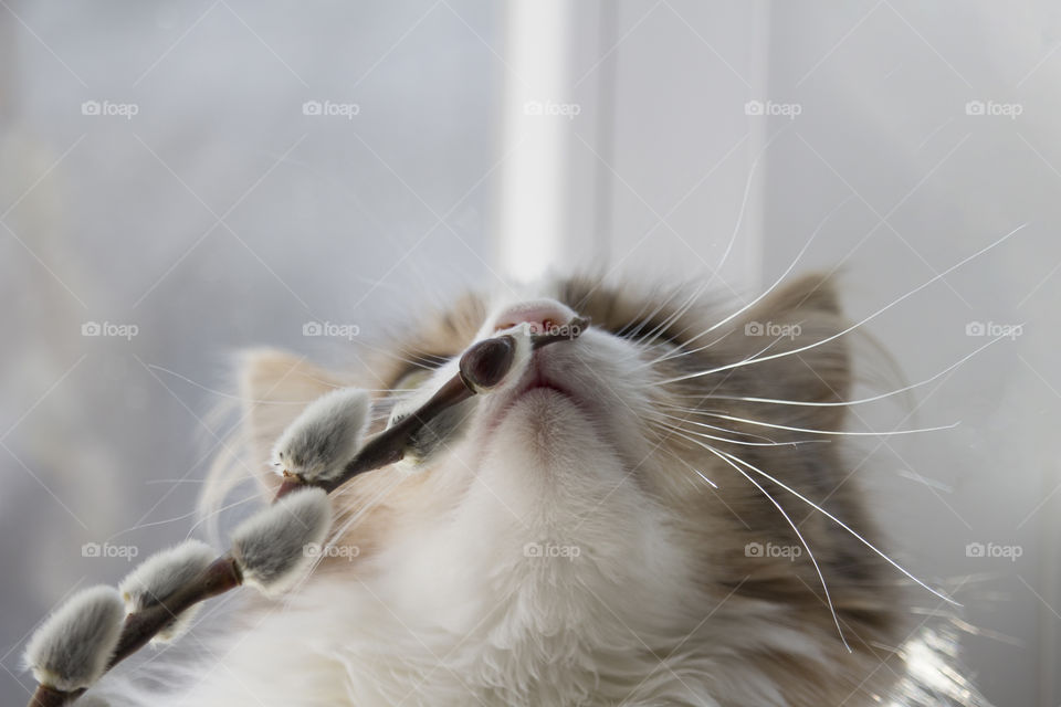 aroma of spring concept.  Grey cute cat sniffs willow branch