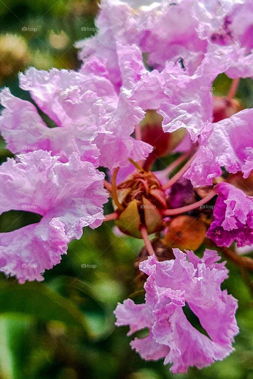 Bunch of rose-colored flowers from the Resedá tree.